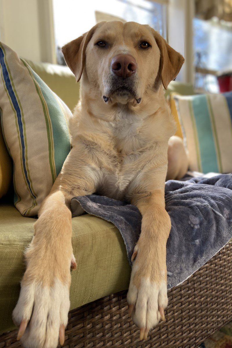 labrador néz ítélkezik