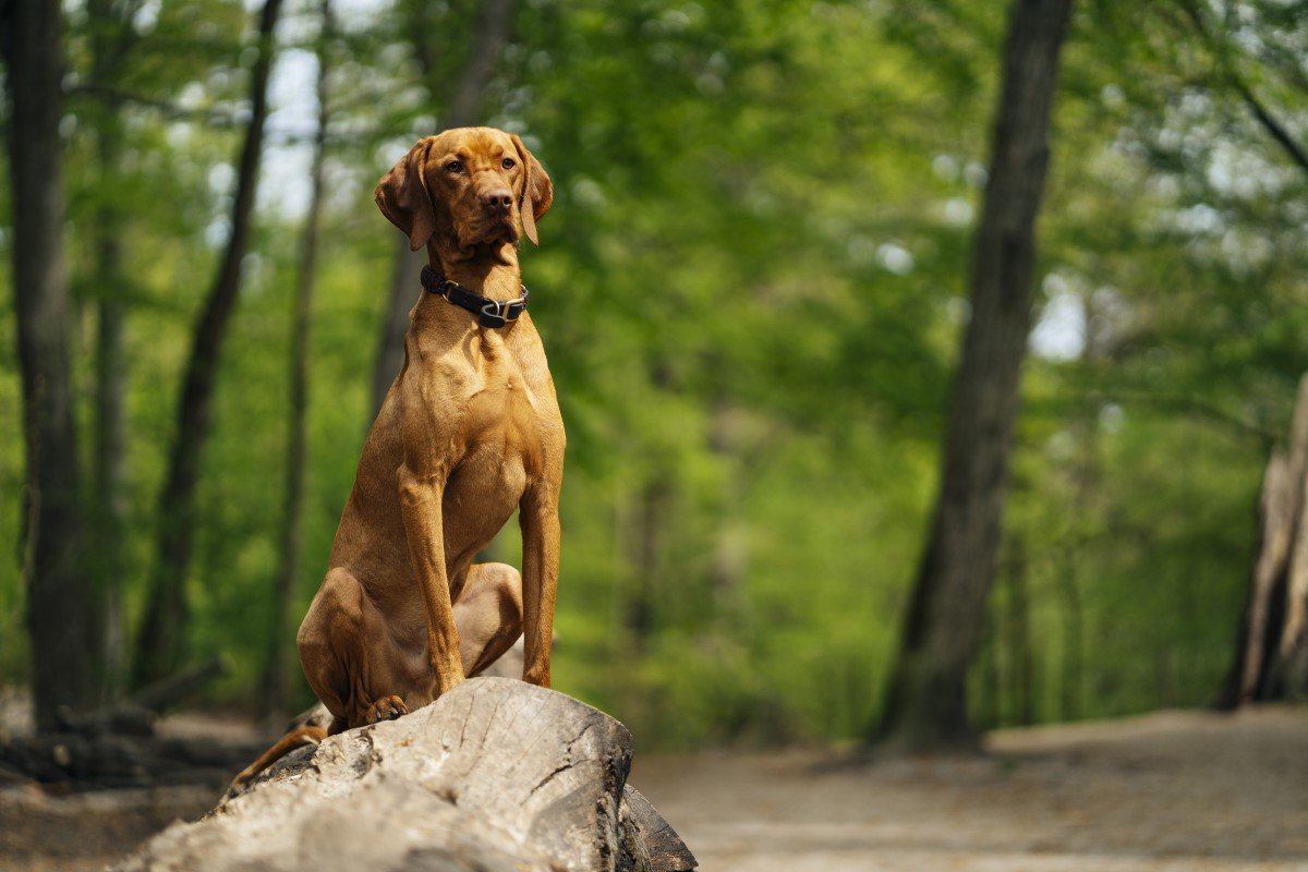 magyar vizsla