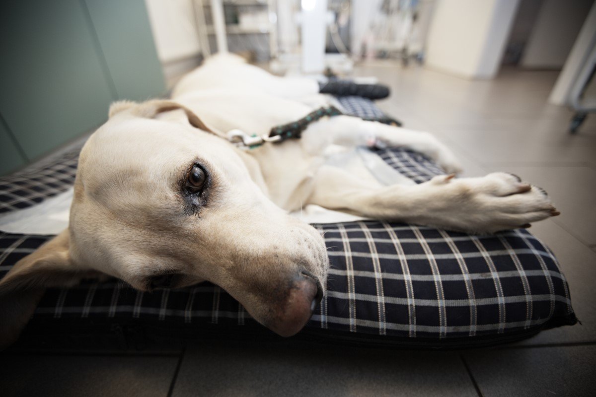 beteg labrador
