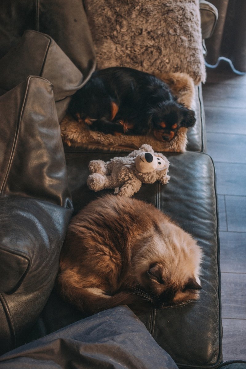 cavalier king charles spániel macska barátság