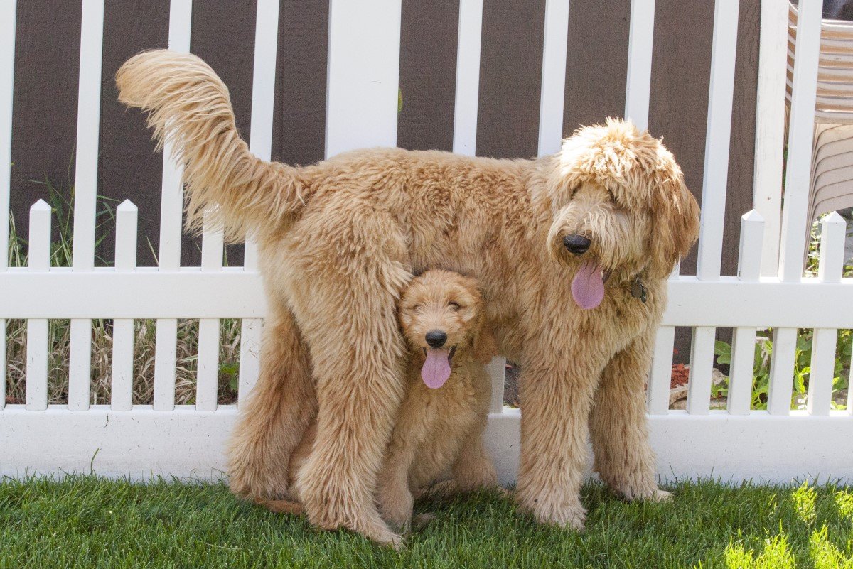 goldendoodle