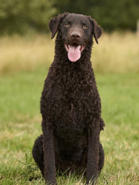 göndörszőrű retriever ül