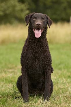 göndörszőrű retriever ül