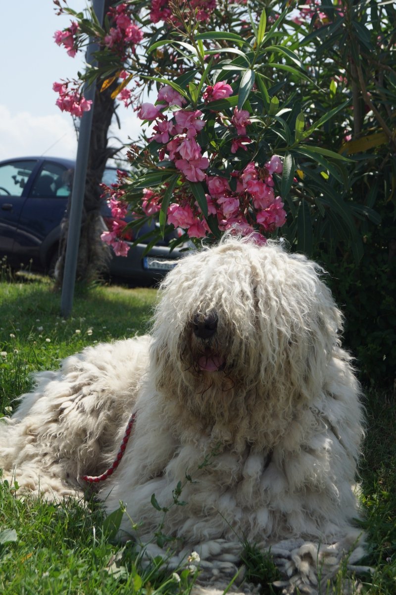 komondor Anda-Marócsek Anita (2)