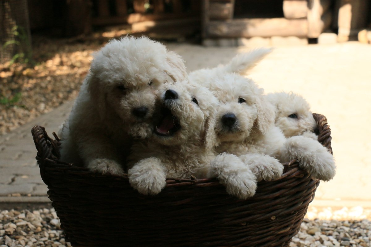komondor Anda-Marócsek Anita (3)