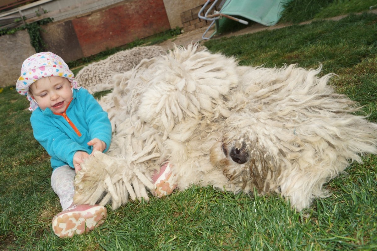 komondor Anda-Marócsek Anita