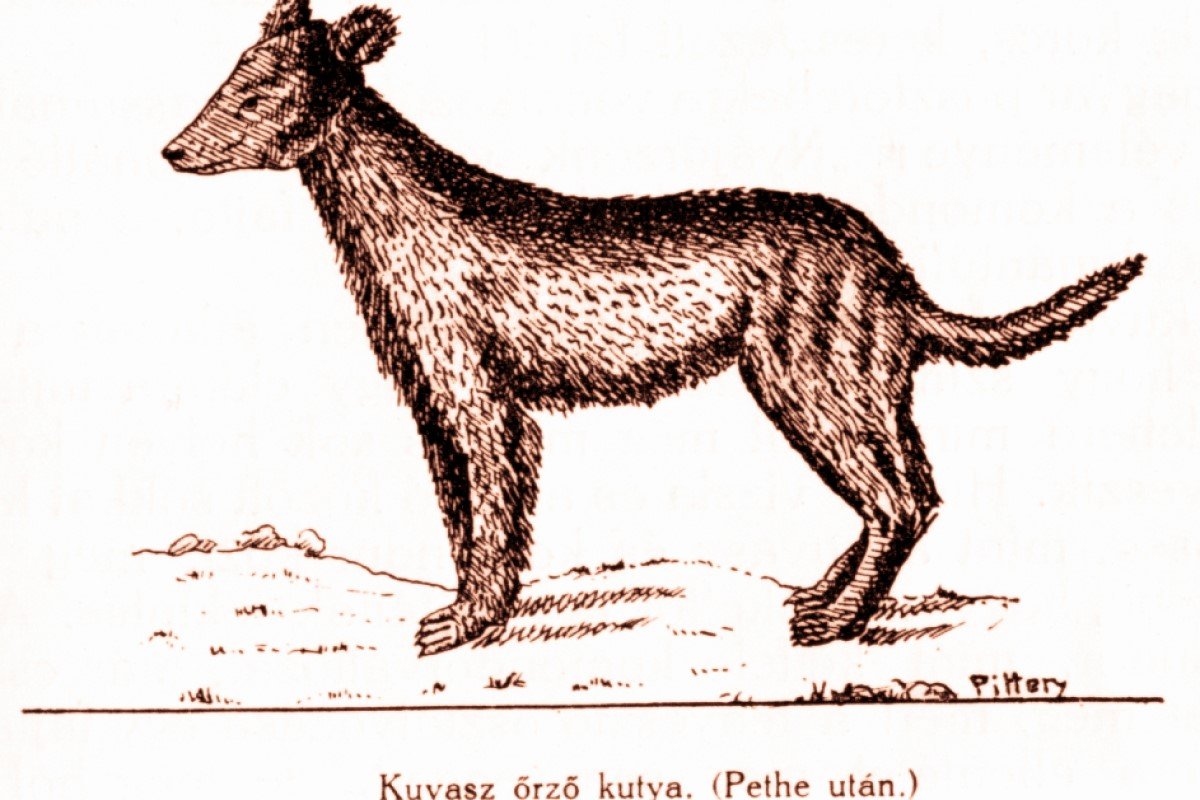 Kuvas-Pete (1)