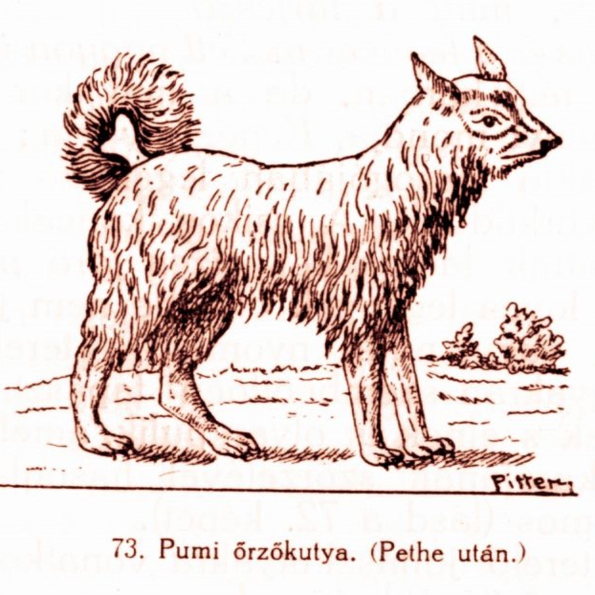 Pumi kutya-Pete (1)