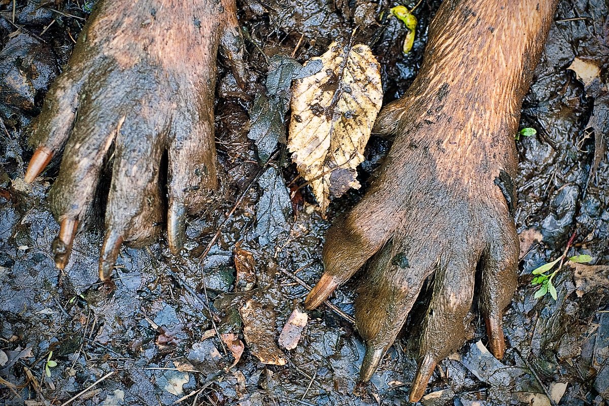 Muddy Paws