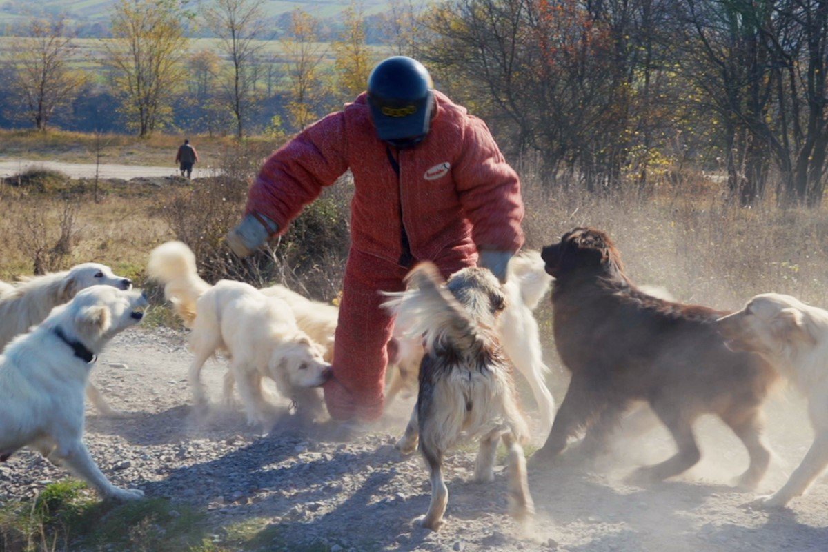 WhoseDogStill_04