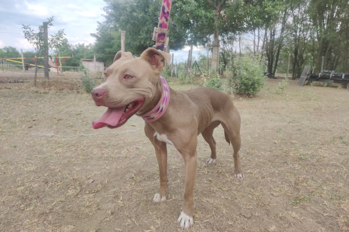 pitbull
