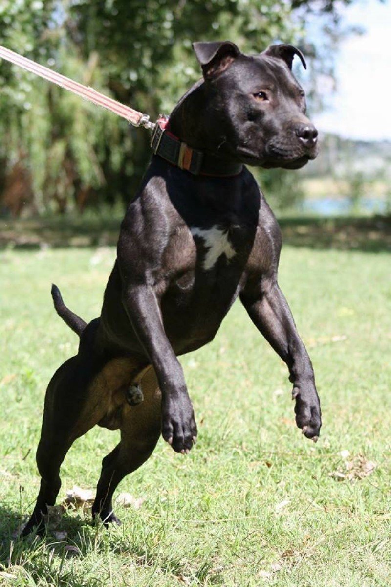 pitbull