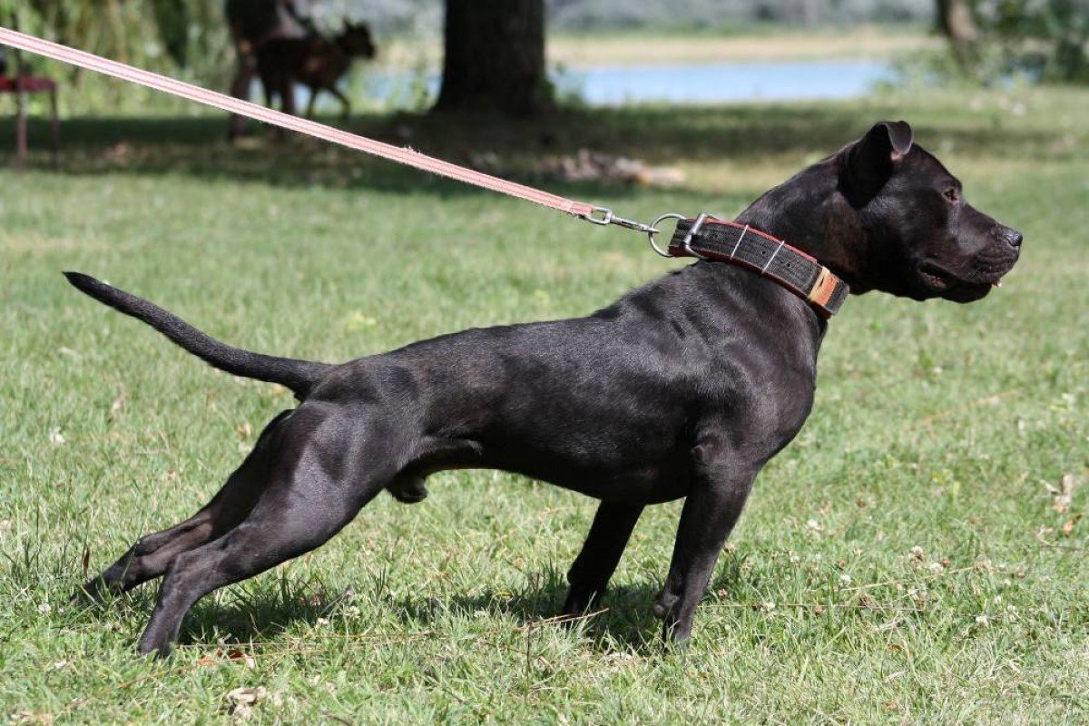 pitbull