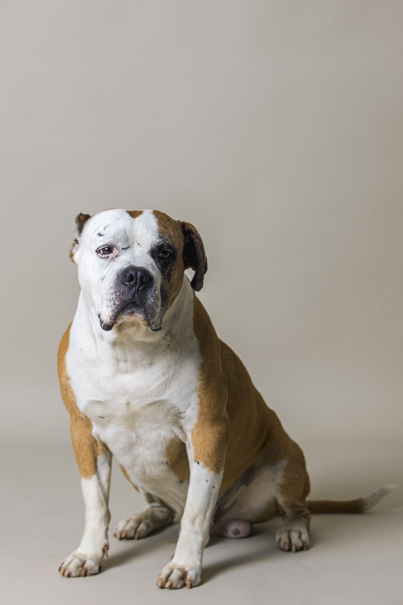amerikai bulldog