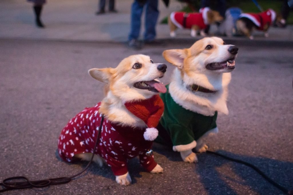 2022_12_borito-corgi-karacsonyi-pulcsi-1024x683.jpg