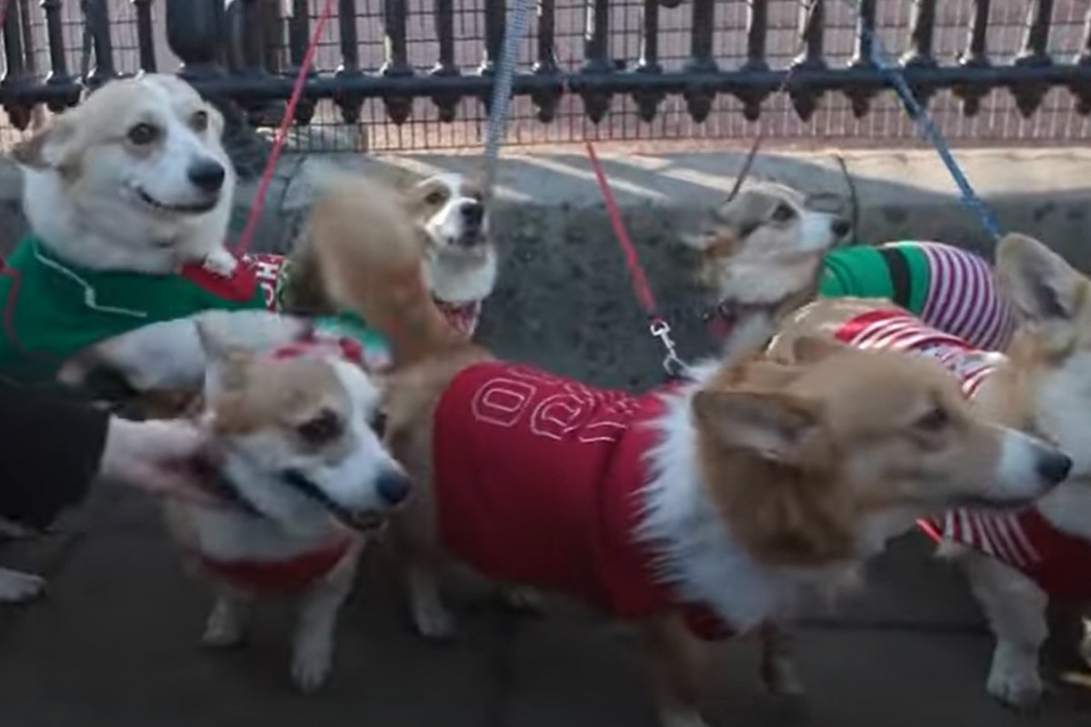 corgi felvonulás (1)
