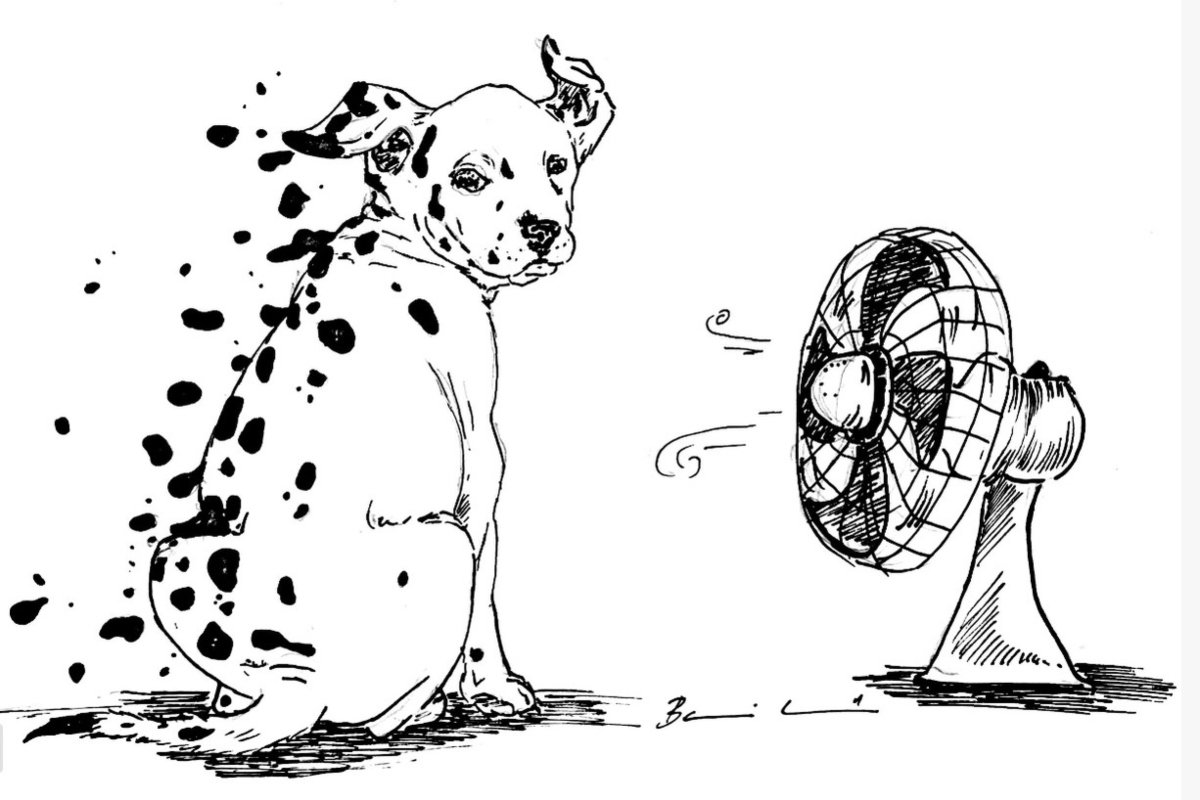 dr. Balatonyi Lilla illusztráció dalmata