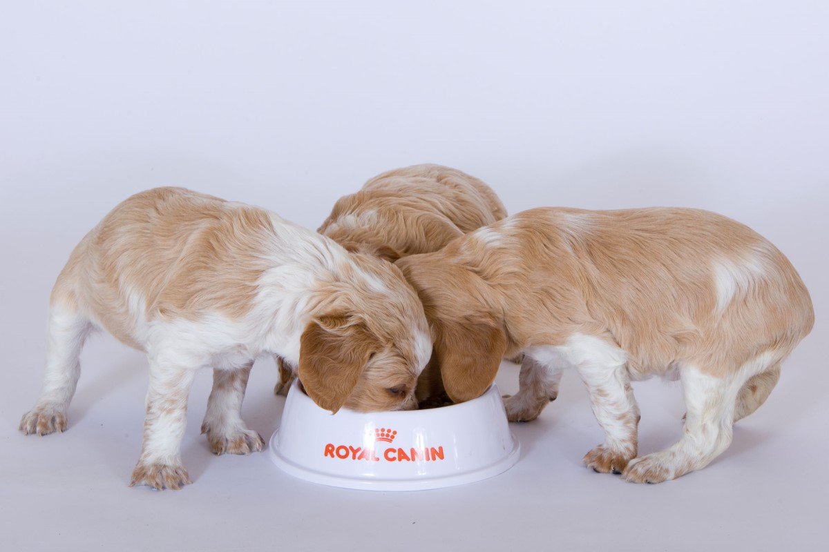 royal canin kölyökkutyák etetése