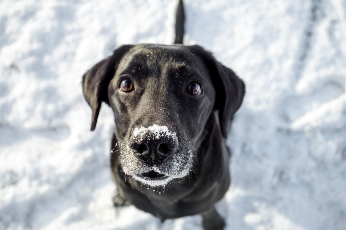 labrador tél hó