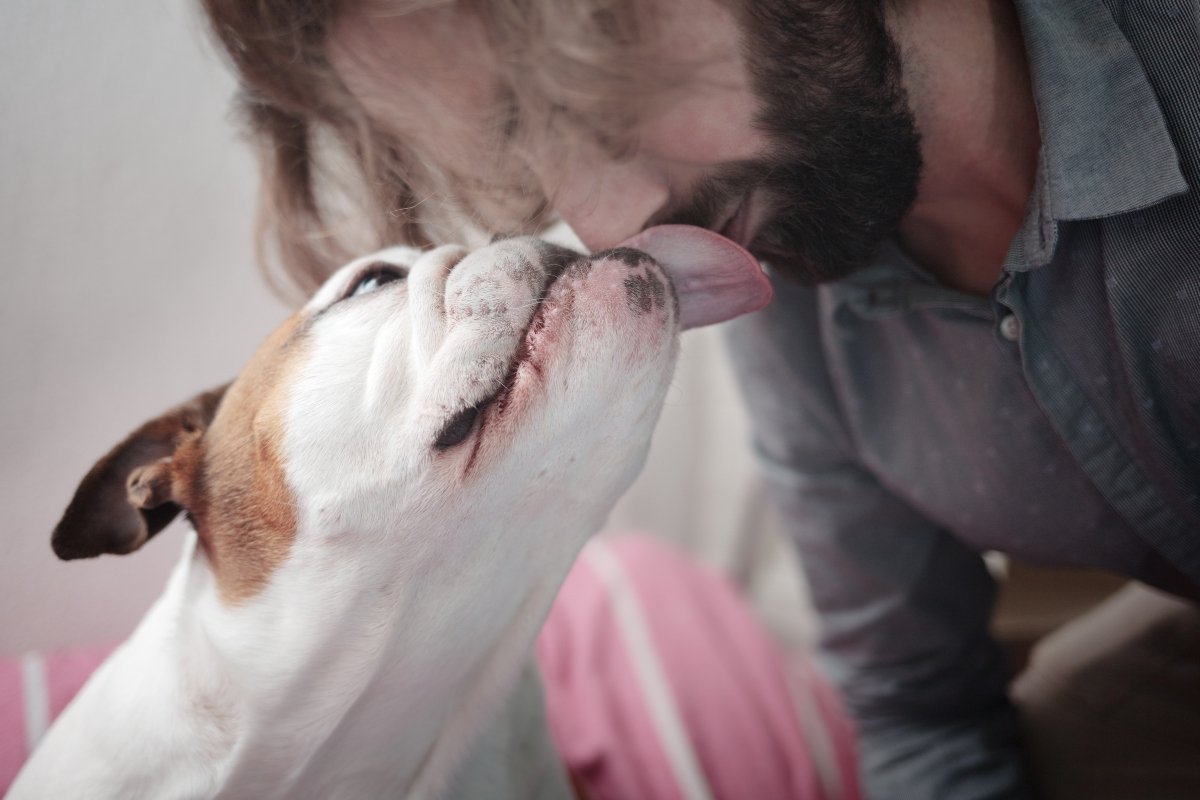 gazdi nyalogat szeret angol bulldog