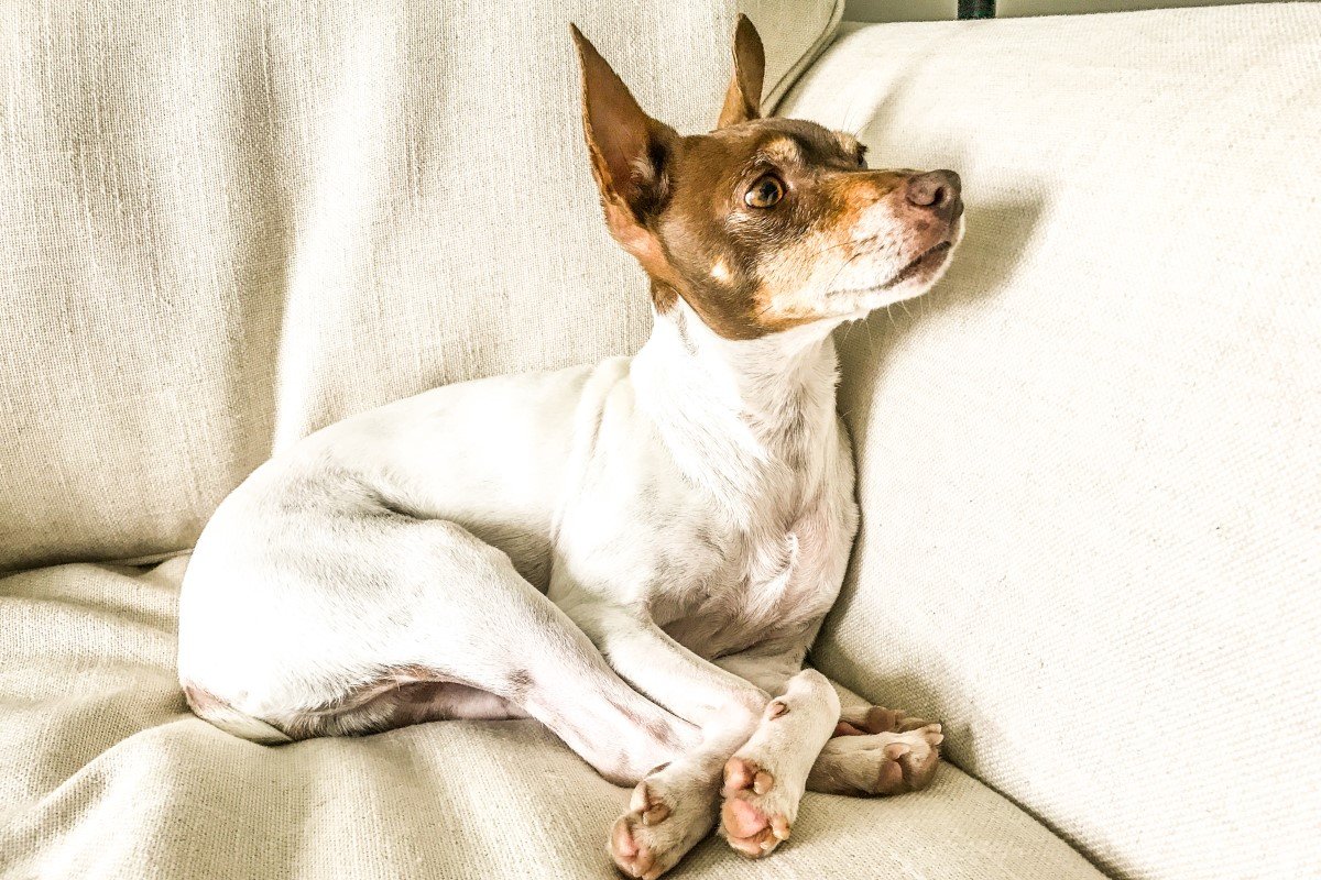 kanapé fekszik rat terrier