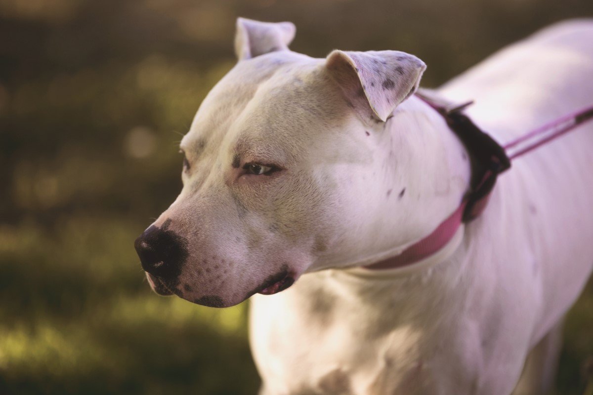 pitbull