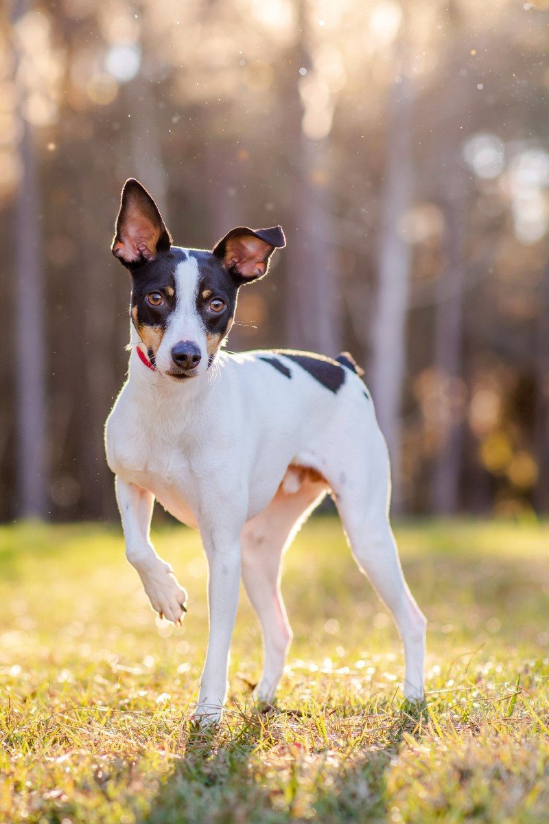 rat terrier