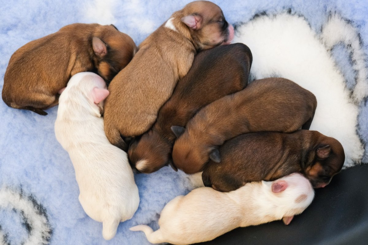 francia bulldog kölyök alom