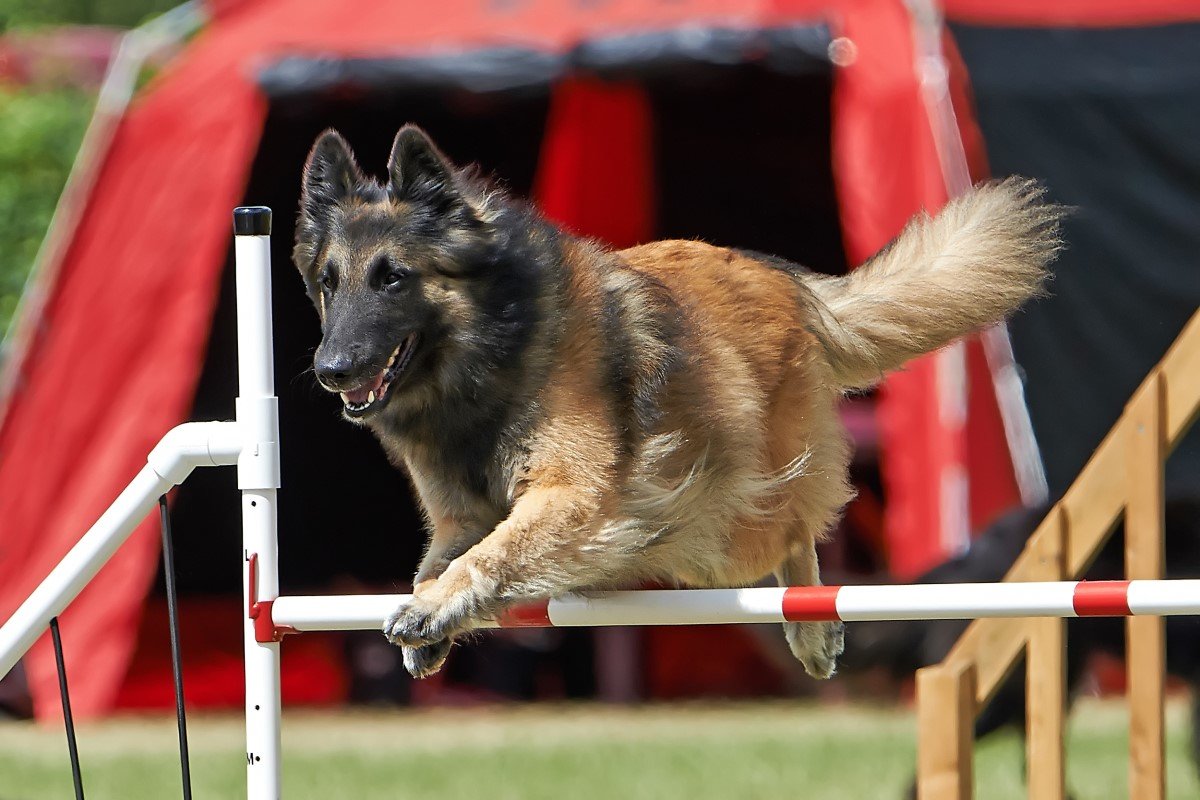tervueren agility sport