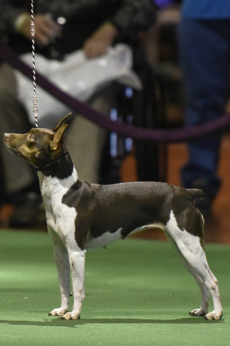rat terrier kiállítás