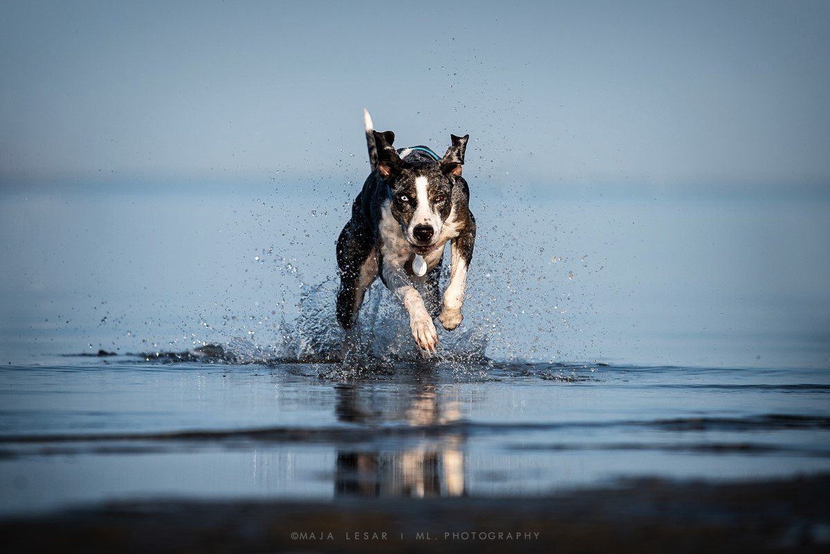 Hiru Diversity's Catahoulas Kennel leopárdkutya