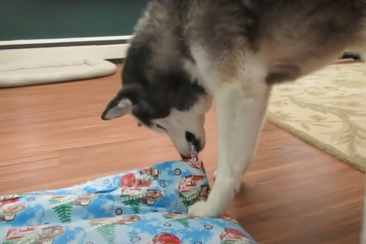 husky karácsony (1)