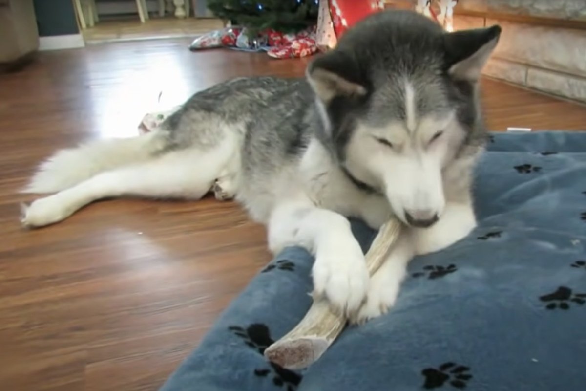 husky karácsony 2 (1)