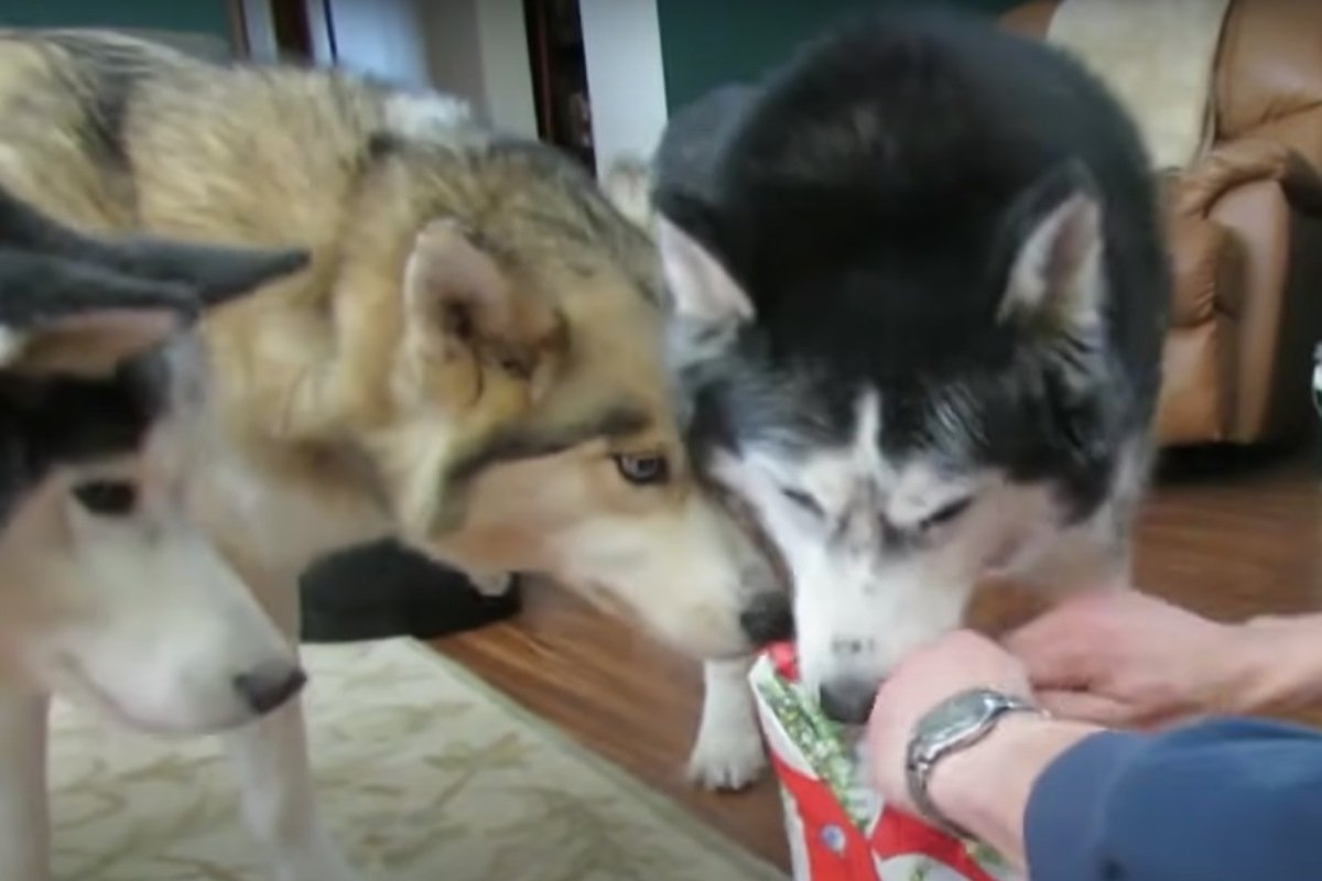 husky karácsony 3 (1)