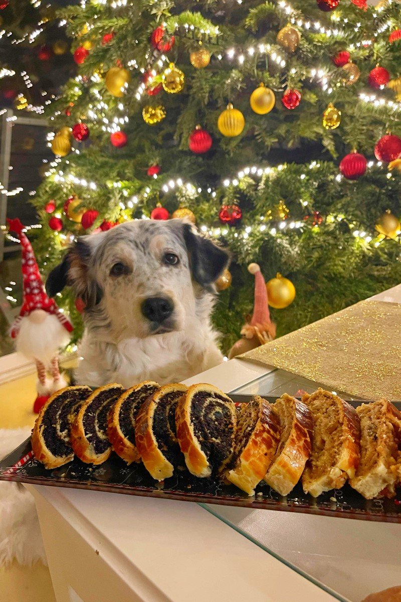 bellavoyage