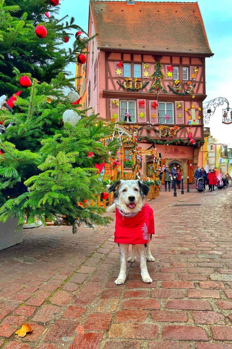 bellavoyage