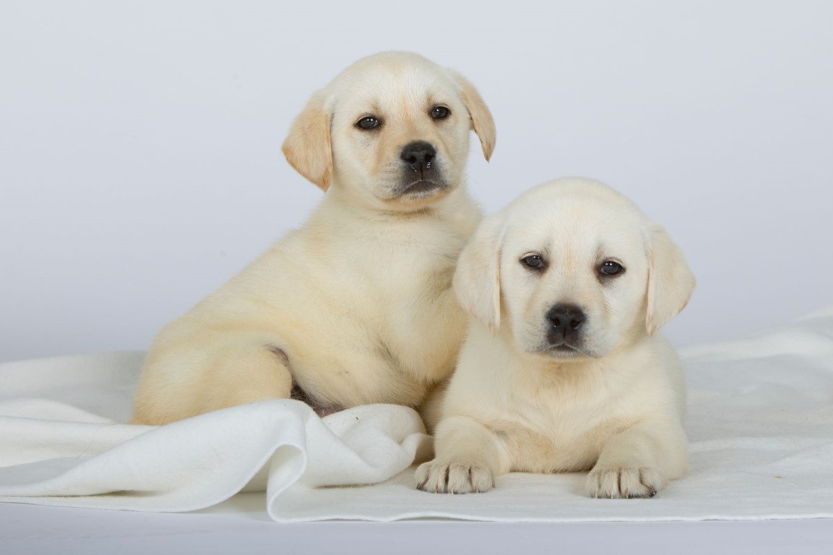royal canin kölyökkutyák etetése
