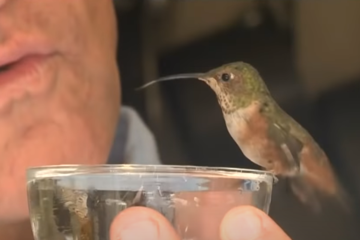 Man-Goes-The-Distance-For-Tiny-Hummingbird-His-Dog-Helped-Rescue-YouTube (1)