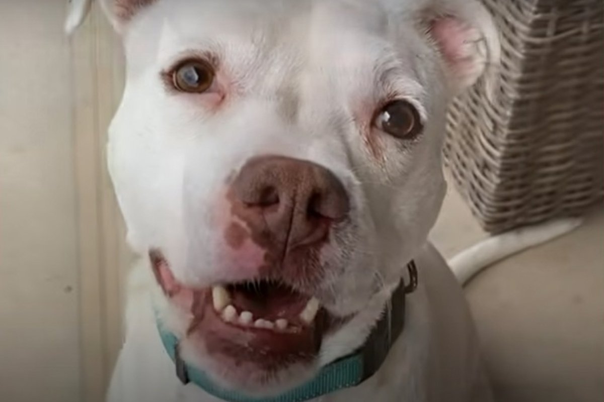 mentett pitbull 9 (1)