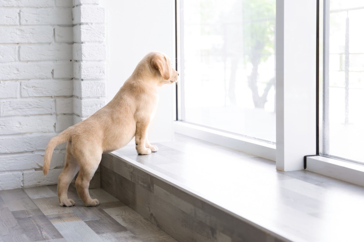 royal canin kölyökkutyák etetése._Res.___Basic_990093