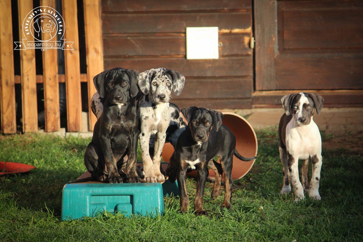 Diversity's Catahoulas Kennel leopárdkutya kölykök