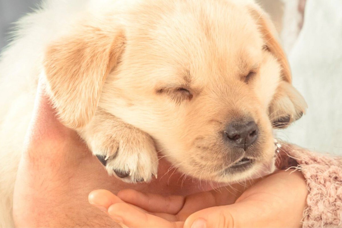 royal canin kölyökkutyák etetése