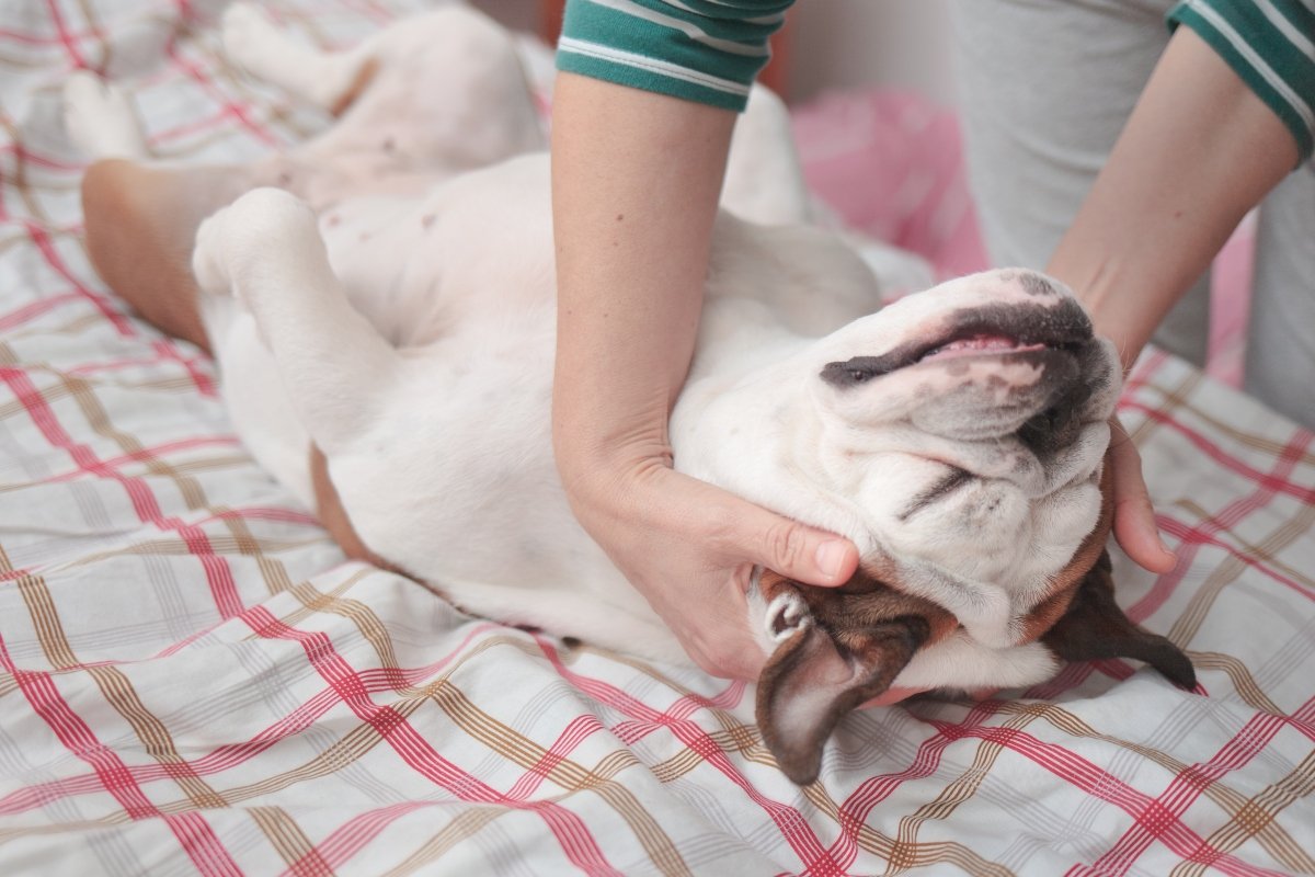 angol bulldog masszázs fekszik pocak alszik pihen boldog borító