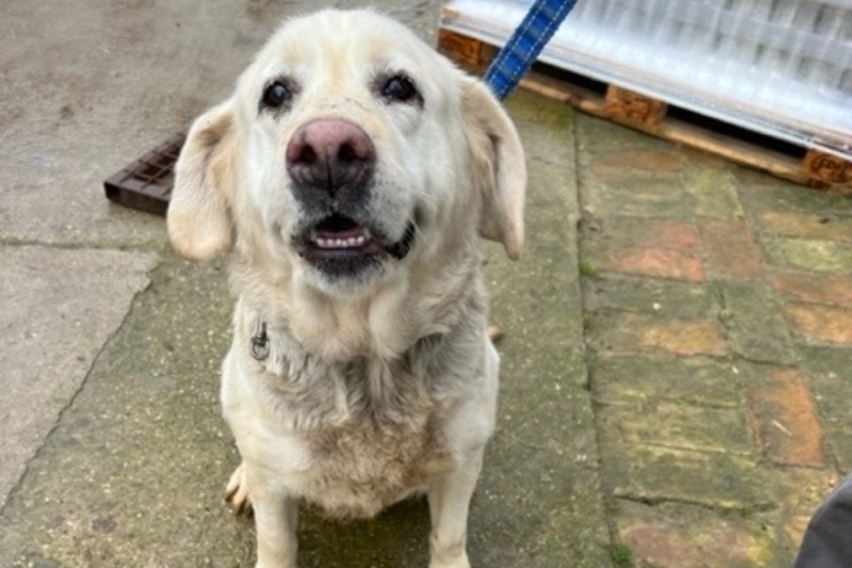Bella megkerült labrador borító