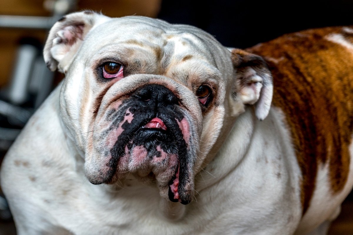 angol bulldog