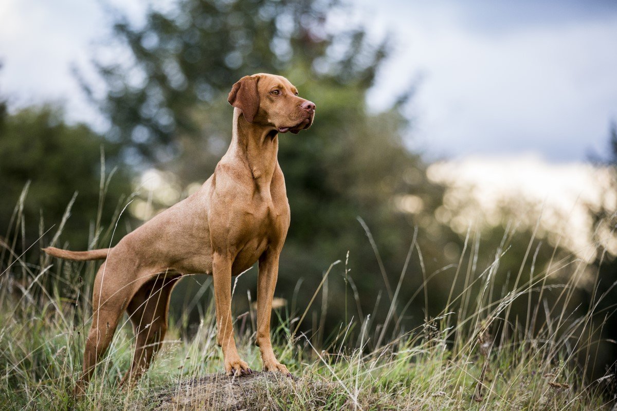 magyar vizsla