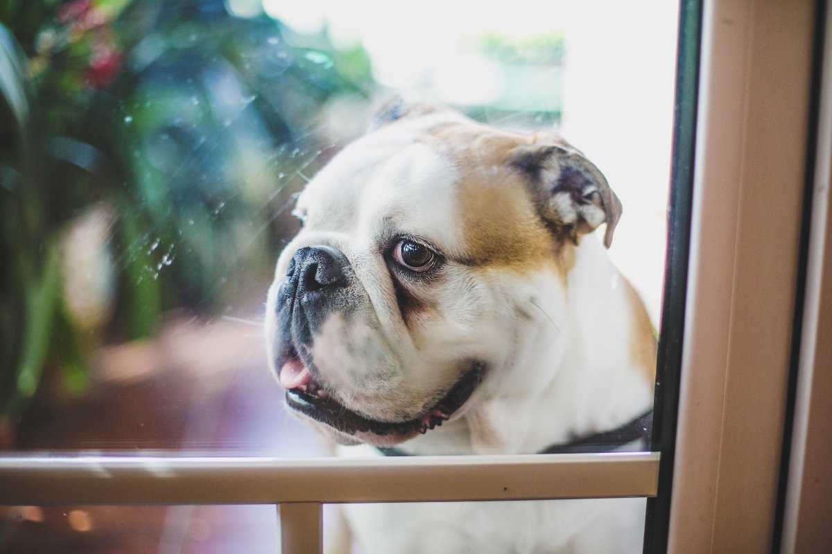 angol bulldog ajtó bejárat