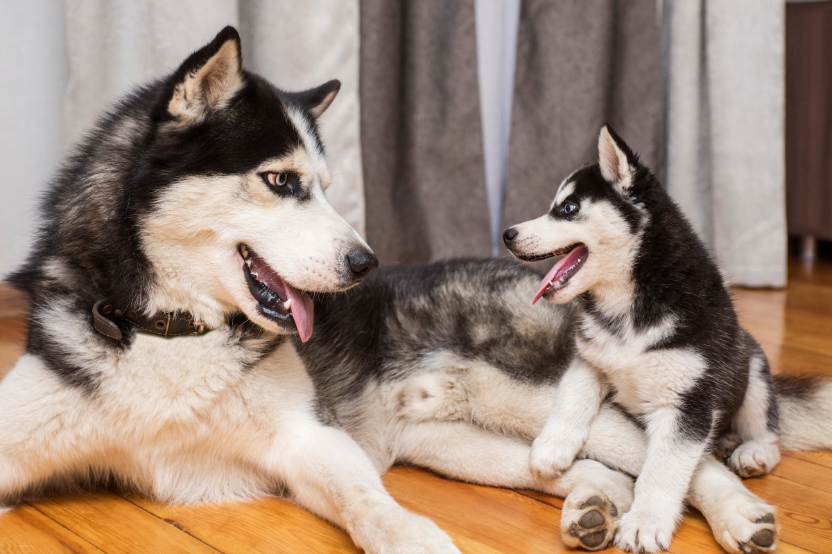 husky kölyök játék