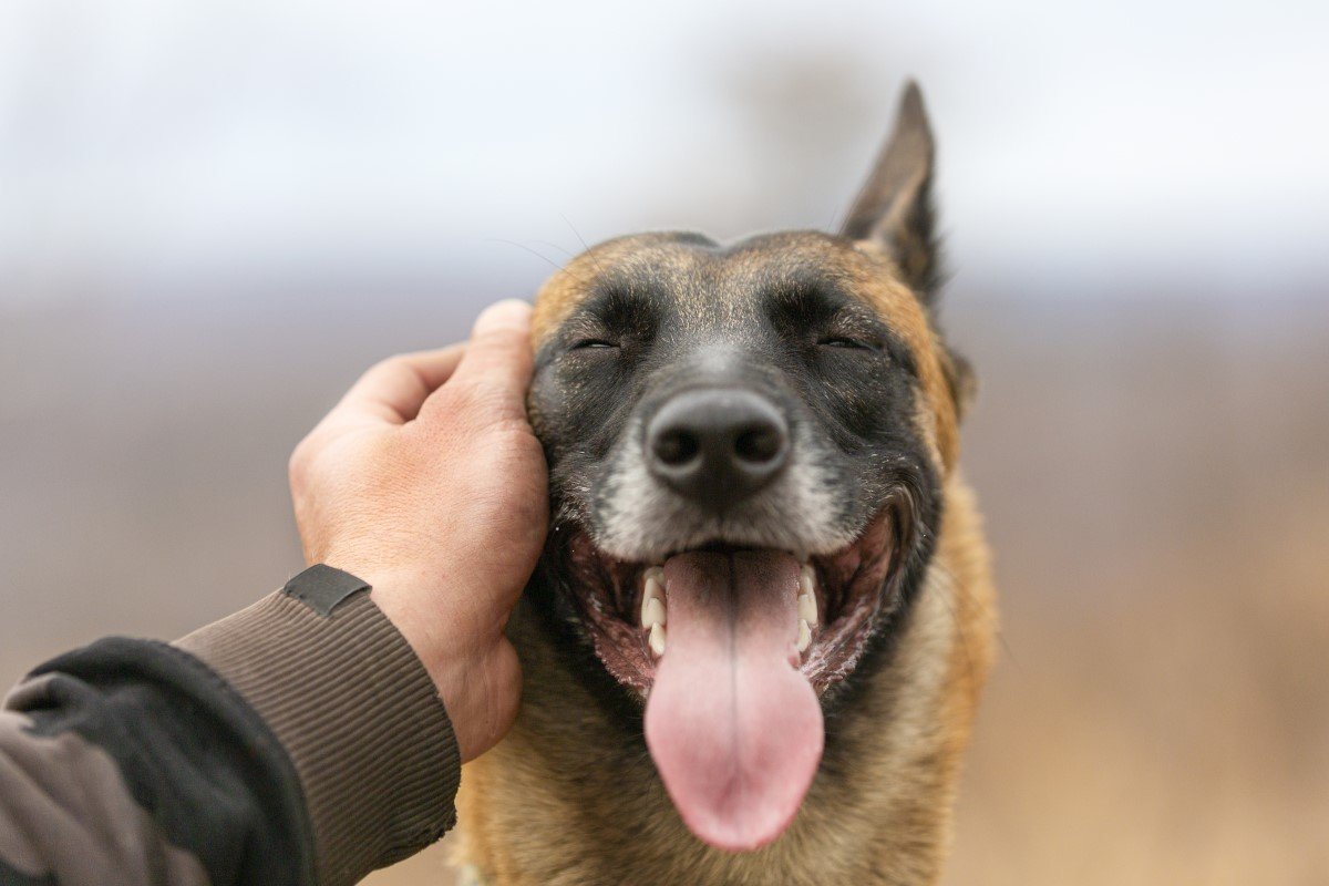 malinois simogat boldog