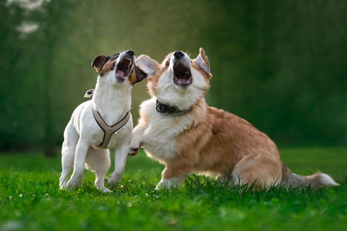 corgi jack russell ugat játszik